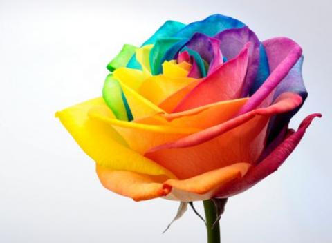 Ružiam odolá naozaj máloktorá žena. Často si však nežnejšie pohlavie nevie vybrať farbu ruže. Máme pre vás semienka dúhovej ruže.