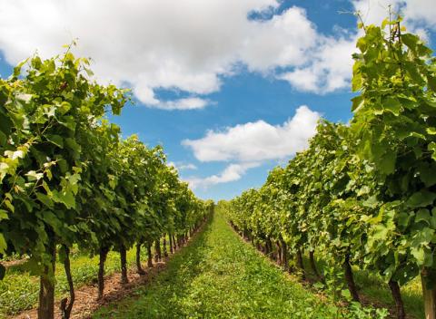 Zažite neopakovateľnú atmosféru Južnej Moravy. Vinársky pobyt pre dvoch v rodinnom penzióne Na Vinici s polpenziou a ochutnávkou vín. 