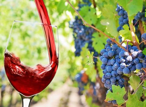 Zažite neopakovateľnú atmosféru Južnej Moravy. Vinársky pobyt pre dvoch v rodinnom penzióne Na Vinici s polpenziou a ochutnávkou vín.