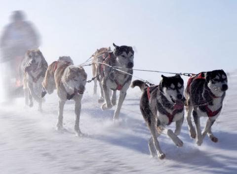 Jazda na psom záprahu v prekrásnej donovalskej prírode, počas ktorej môžete zažiť neopísateľnú krásu, adrenalín a dobrodružstvo.  
