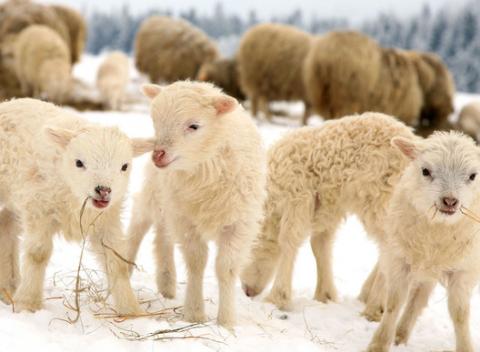 Rozprávková dovolenka na salaši s ovečkami v Oravských Beskydách. Zabudnite na stres a ponorte sa do ozajstného relaxu uprostred prírody. 