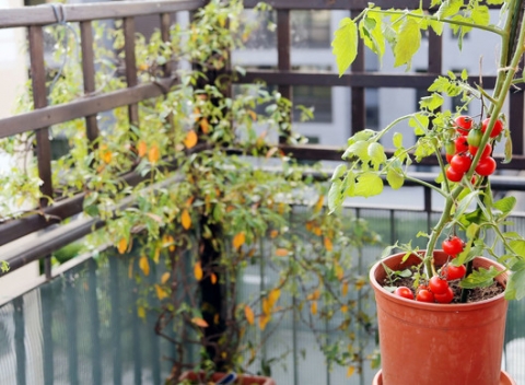 Pestujte BIO zeleninu aj na vašom balkóne - na výber viacero druhov pestovaných v SR.