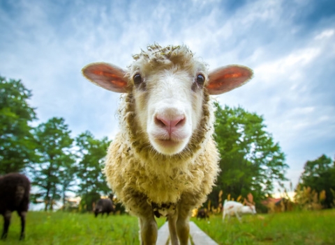 Rozprávková dovolenka na ozajstnom salaši uprostred krásnej prírody severnej Oravy.