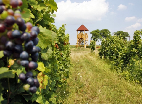 Zažite neopakovateľnú atmosféru južnej Moravy. Pobyt pre dvoch s polpenziou a degustáciou vína.