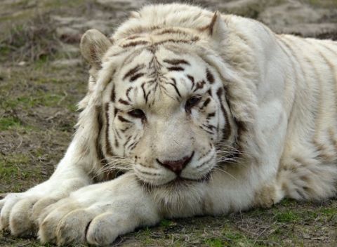 Vstupy do ZOO Bratislava - jednorázové alebo ročné vstupné pre všetkých.