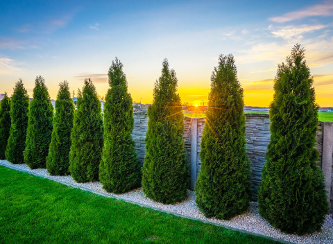 Tuja smaragdová alebo krušpán vždyzelený - perfektné rýchlorastúce stromčeky do každej záhrady.