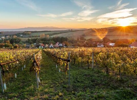 Pobyt v Penzióne Vulcán v srdci vinohradu s raňajkami - Pobyt vhodný pre páry i rodiny