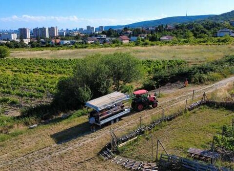 Zažite vinohrad ako nikdy predtým – traktor, víno a história Rače