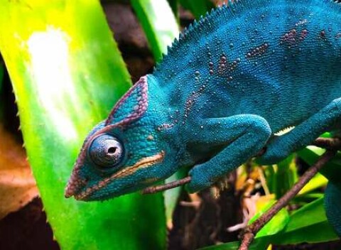 Tropical World - prvá kontaktná ZOO s plazmi na Slovensku v nových väčších priestoroch