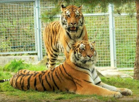 Vstupenky do ZOO v Spišskej Novej Vsi pre dospelých, deti aj dôchodcov