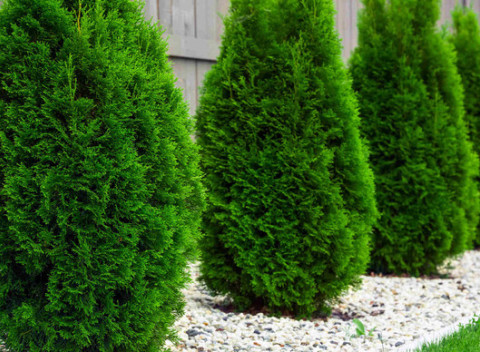 Rýchlorastúca Thuja Smaragd, Danica alebo Smrek sivý. Obľúbené okrasné dreviny.