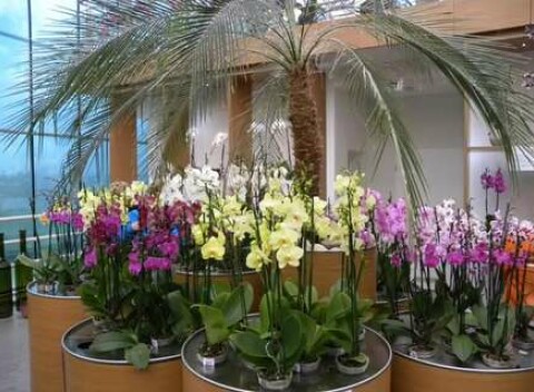 Kráľovstvo orchideí a tropická záhrada: jednodňový zájazd do Slovinska