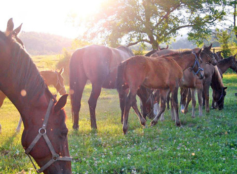 Pobyt v areáli žrebčína pri Trenčíne s raňajkami, polpenziou vrátane jazdy na koni či v kočiari.