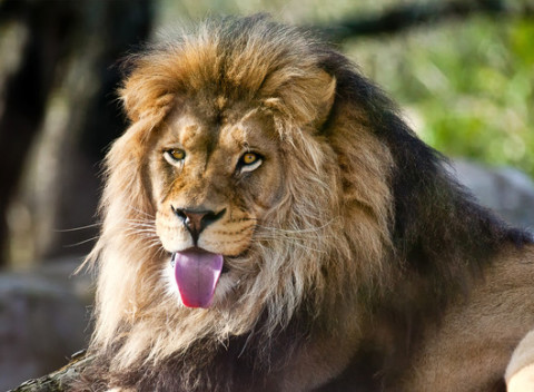 Jeden z najkrajších zážitkov: Kŕmenie šeliem na Ranči pri Žiline + atrakcie pre deti zdarma.