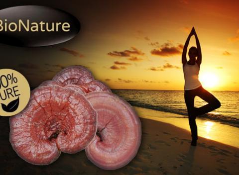 Reishi - huba večnej mladosti