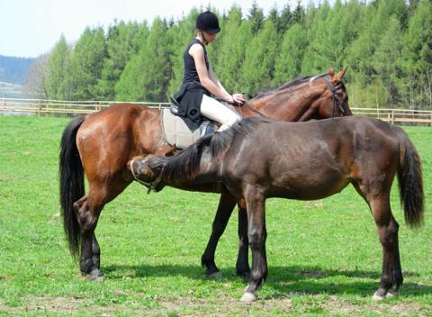 Parádny pobyt na Ranči Jeseň na Oravskej priehrade s jazdou na koni