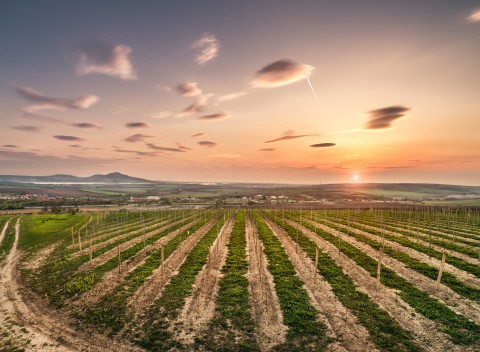 Južná Morava v Penzióne Zaječák s polpenziou a degustáciou miestnych vín.