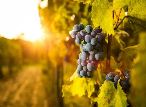 Morava s degustáciou vín Ochutnávka páleniek pre dvoch na 3 dni