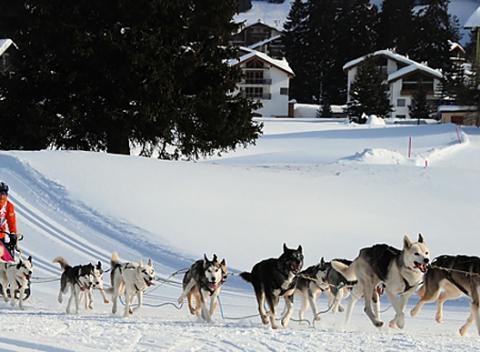 Nezabudnuteľná jazda na psom záprahu. Romantická idylka, ktorou sa môžete preháňať na saniach ťahaných psím záprahom Oravou. 