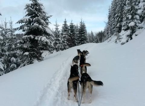Zasnežená krajina, božské ticho a svorka oddaných psov. Romantická idylka, ktorou sa môžete preháňať na saniach ťahaných psím záprahom.