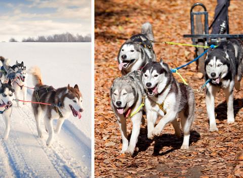 Rýchlo a zbesilo so psími záprahmi! Doprajte si jedinečný zážitok, kedy vás potiahnu psí šampióni sveta po snehu či na kolesách! 