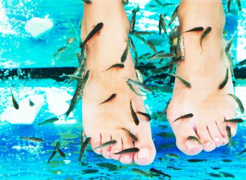 Nechajte rybích lekárov vyliečiť vaše nohy ba aj celé telo! Biopedikúra rybičkami Garra Rufa. Kombinácia peelingu, mikromasáže a pedikúry.  