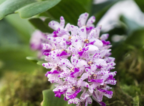 Výstava orchideí a tillandsií vo Viedni spojená s prehliadkou mesta.