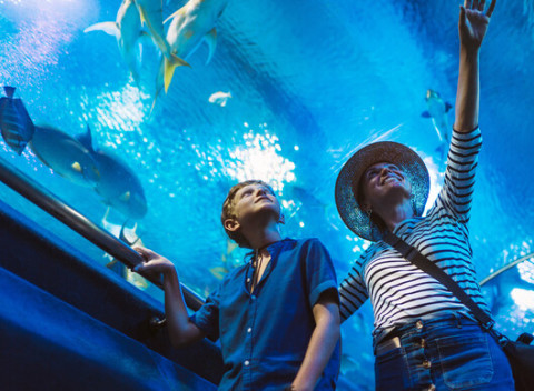 Jednodňový zájazd pre 1 osobu do Budapešti a návšteva Tropicaria Oceanaria.