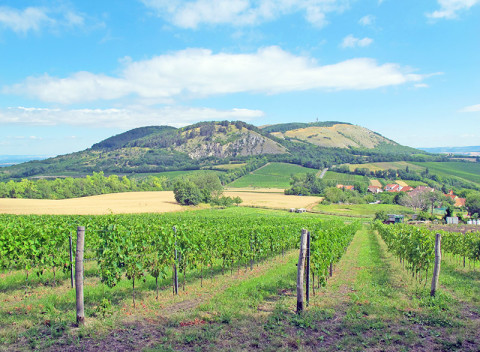 Južná Morava v hoteli v Lechoviciach s konzumáciou vína + predplatený kredit do reštaurácie.