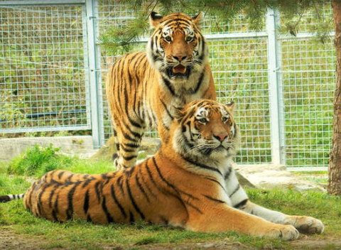 Vstupenka do ZOO a Monkeylandu pre dospelých, detí aj dôchodcov.