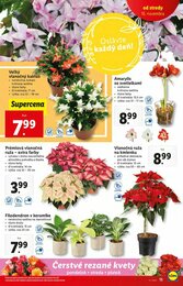 15. stránka Lidl letáku