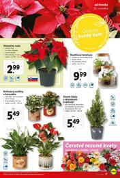 21. stránka Lidl letáku