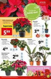 17. stránka Lidl letáku