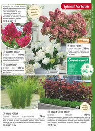 5. stránka Starkl letáku