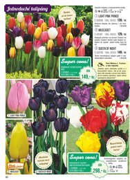 80. stránka Starkl letáku