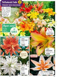 81. stránka Starkl letáku