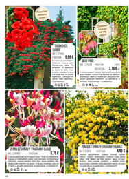 46. stránka Starkl letáku